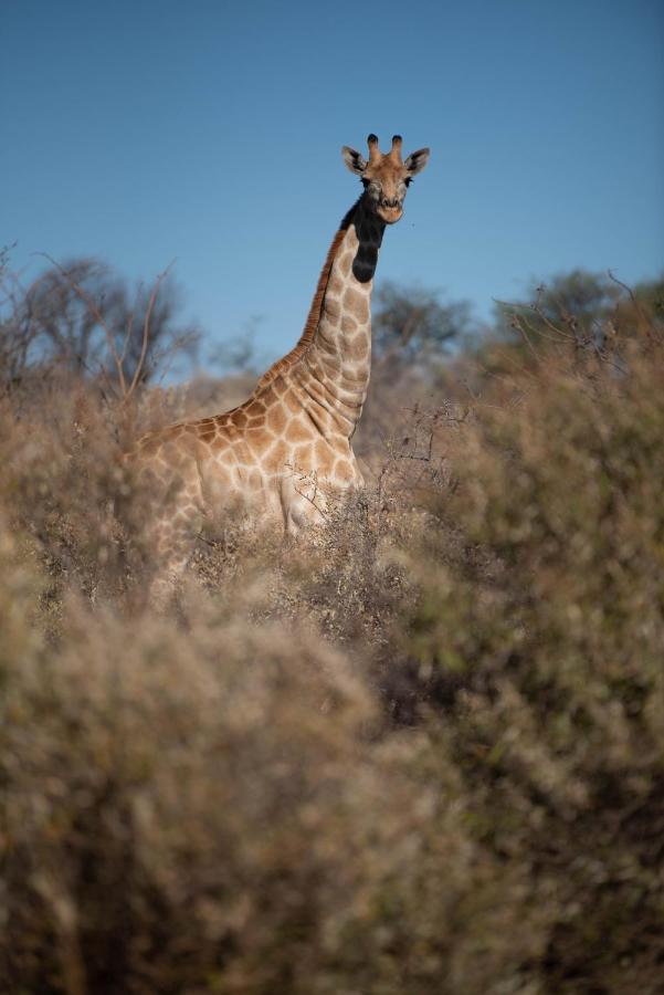 Morakane Safari Lodge Vryburg Exterior photo